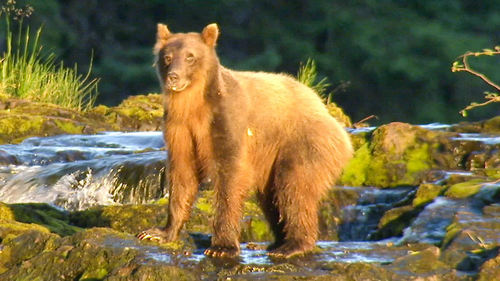 Brown Bear-anoia