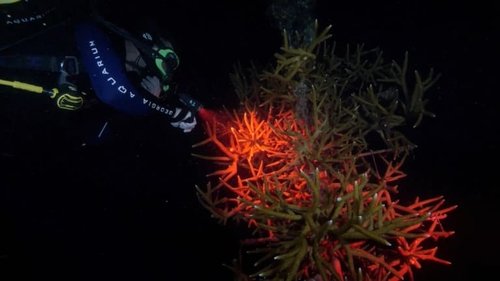 Background image for Coral Super Bowl