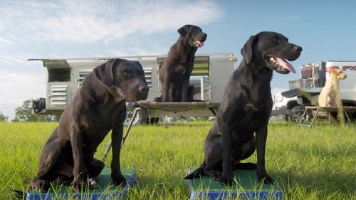 Background image for Fetch It Up