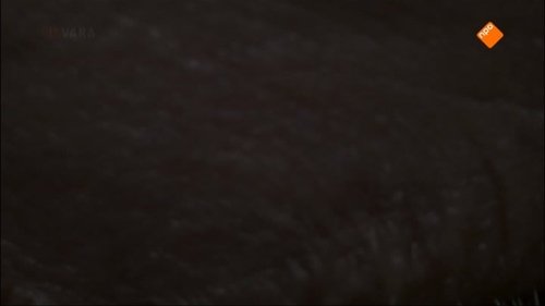 Background image for Waakzaam, dienstbaar en getraumatiseerd