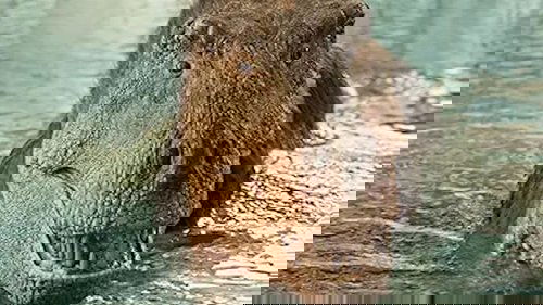 Background image for Dino Deep End