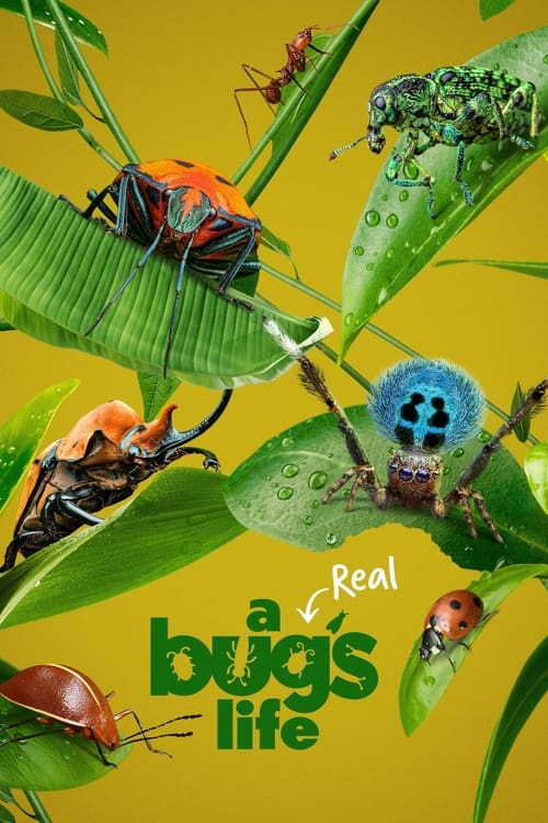 Show cover for A Real Bug's Life