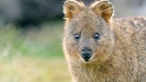 Mini Marsupials