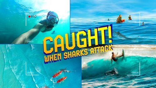 Background image for Caught! When Sharks Attack