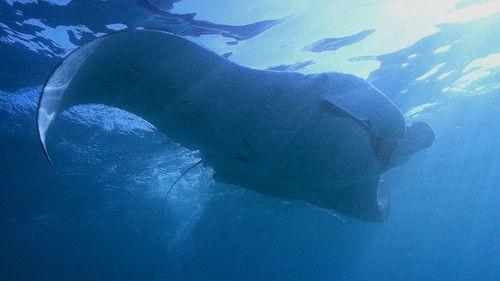 Background image for Manta Mystery