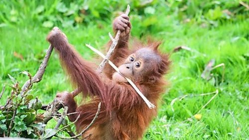 Background image for Flamingo and Orangutan