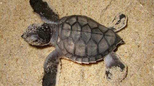 Background image for Pea Island