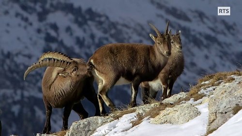 Background image for Winter in the Swiss Alps
