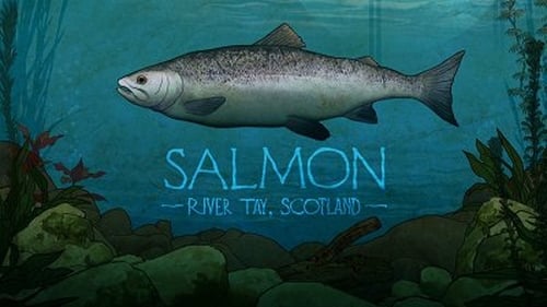 Salmon: River Tay, Scotland