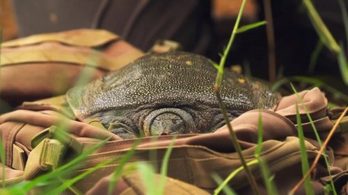 Background image for The Hidden Turtle of Vietnam