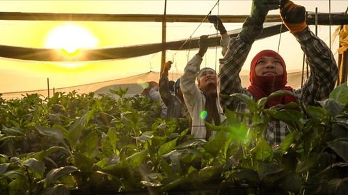 Background image for Who Cares About Israel's Thai Workers?