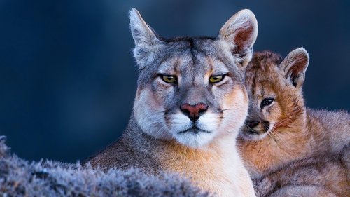 Background image for Puma Mountain