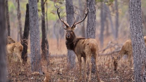 Background image for Protecting Endangered Deer: Laos