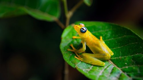 Background image for Rainforest