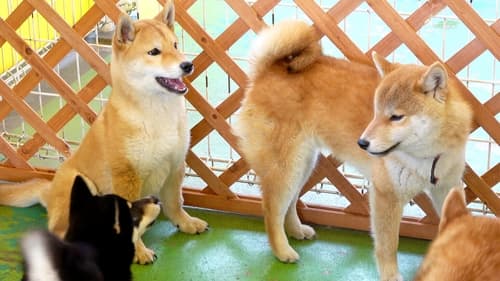 Japanese Dog Breeds