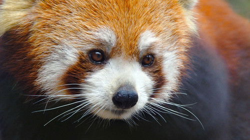 Background image for China: The Journey Begins