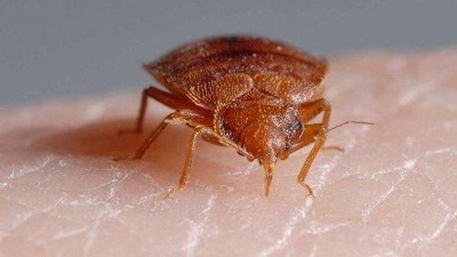 Background image for Bite Me: The Bed Bug Invasion