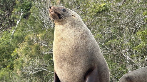 Background image for Seal Survey