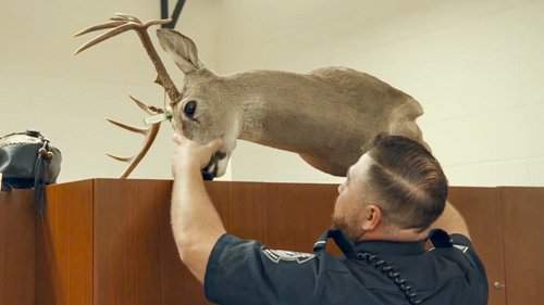 Background image for Yes, Deer?