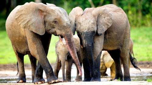 Forest Elephants - Rumbles in the Jungle