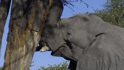 Africa's Great Oasis: The Okavango Delta