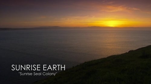 Sunrise Seal Colony