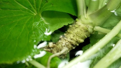 Background image for The Wasabi Brothers: Finding the Spice of Life