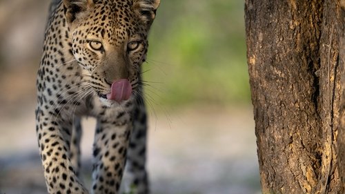 Background image for Big Cats, Small World: Outlanders