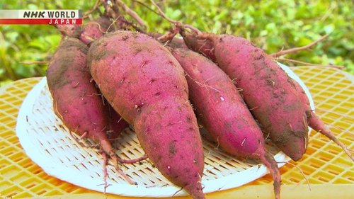 Background image for Sweet Potatoes
