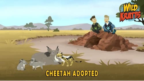 Cheetah Adopted