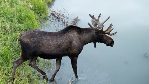 Background image for Wild Moose Chase