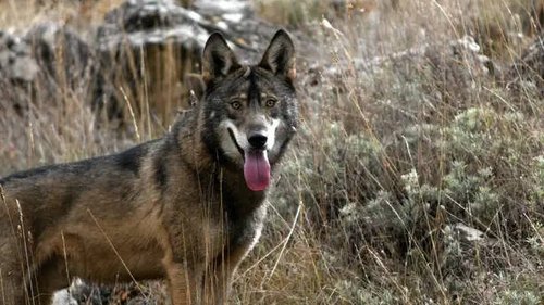 Background image for The Mystical Forest: Spanish Juniper Woods
