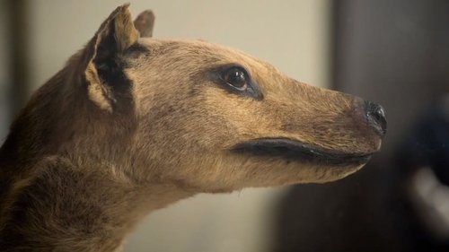 Background image for Secrets of the Tasmanian Tiger