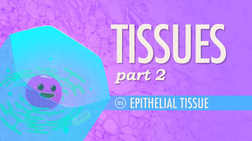 Tissues, Part 2 - Epithelial Tissue