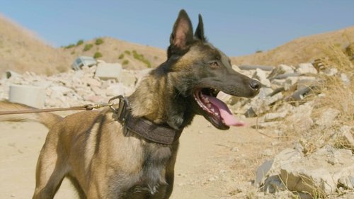 Background image for Disaster Rescue Dogs & A Dog Mayor