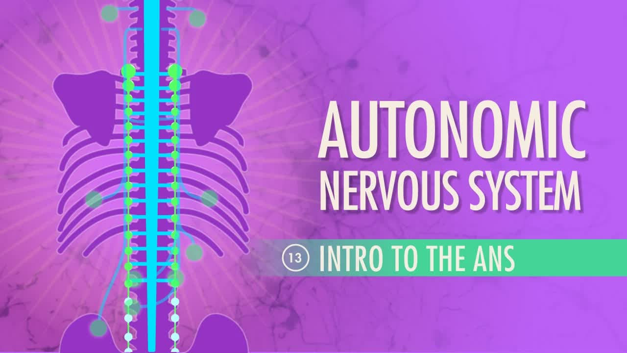 Autonomic Nervous System