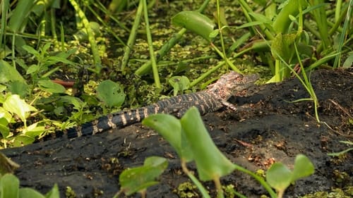 Hungry, Hungry Gators