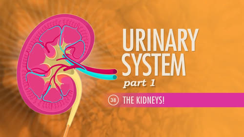 Urinary System, Part 1