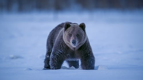 Bear Woodlands