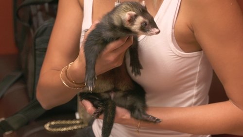 Background image for My Ferret Ate What?