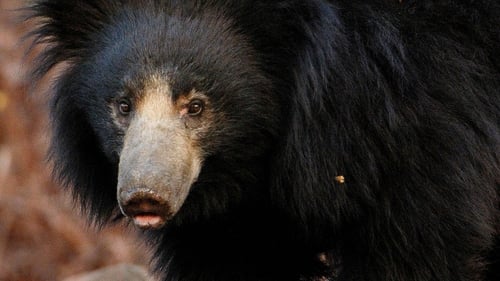 A Sloth Bear's Dilemma