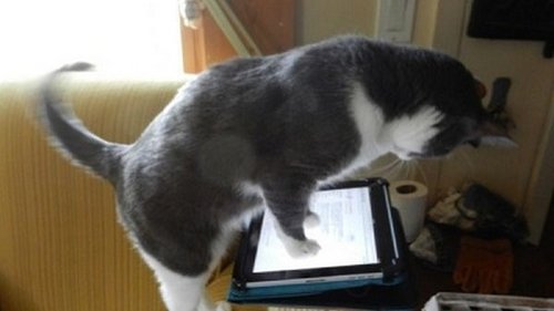 Background image for 911, My Cat’s Holding Me Hostage!