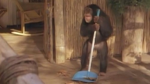 Background image for Tarzan and the Movie Star