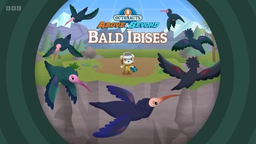 Bald Ibises