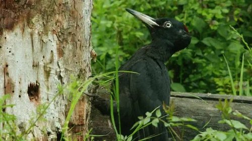 Background image for Ephemeral Jungles: Deciduous Forests
