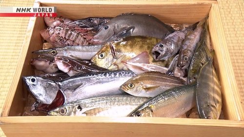 Background image for Unused Fish
