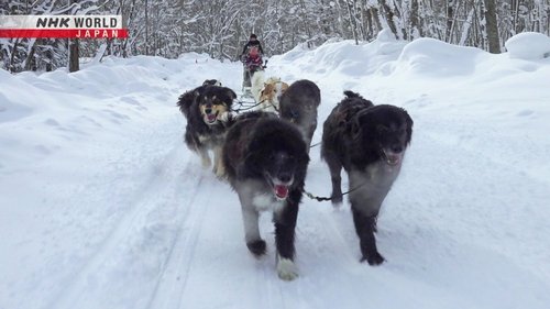 Background image for Dog Sledding in Minamifurano